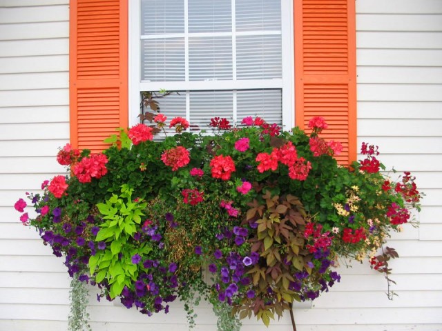 bedding plants